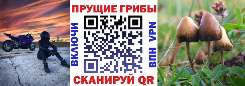 как найти закладки  Ахтубинск  Псилоцибиновые грибы MAGIC MUSHROOMS 